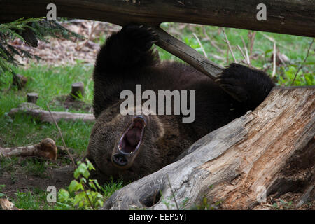 Unione di orso bruno in Baviera, Germania, Braunbär Bayern, Deutschland Foto Stock