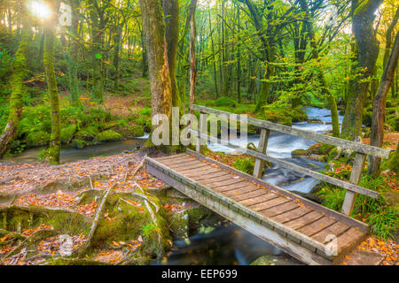 Piccolo ponte nei boschi a Golitha cade sul fiume Fowey Bodmin Moor Cornwall Inghilterra UK Europa Foto Stock