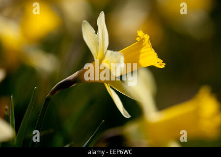 Parco nazionale di Eifel NRW, narcisi selvatici, Narcissus pseudonarcissus, Perlenbachtalbachtal, Germania Foto Stock