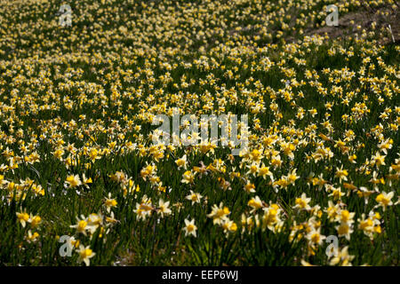 Parco nazionale di Eifel NRW, narcisi selvatici, Narcissus pseudonarcissus, Perlenbachtalbachtal, Germania Foto Stock