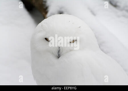 Close-up di un maschio di civetta delle nevi. Foto Stock