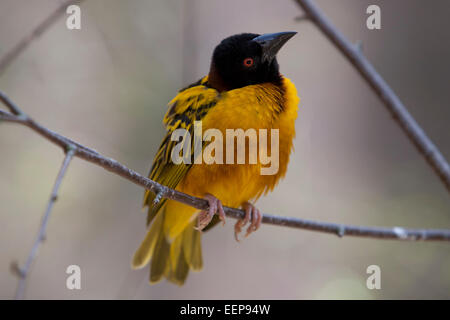 Textorweber / Ploceus cucullatus / (Layard's) Tessitore a testa nera [Ploceus cucullatus] Foto Stock