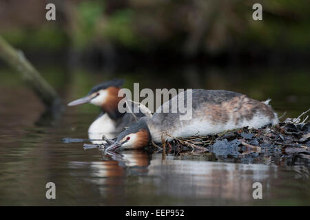 Haubentaucher / Podiceps cristatus / Svasso maggiore (Podiceps cristatus] Foto Stock