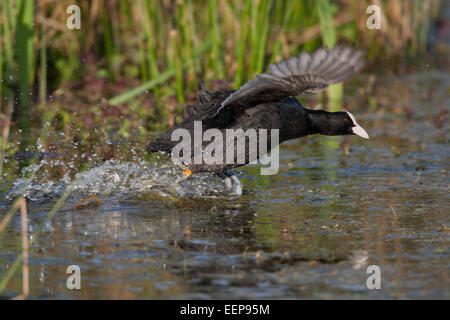 (Eurasian) coot [fulica atra], Blässhuhn, Germania Foto Stock