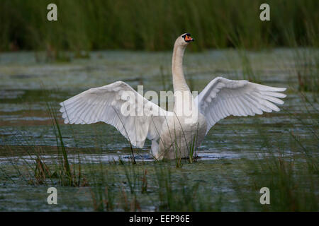 Cigno [Cygnus olor], il White Swan, hoeckerschwan, Germania Foto Stock