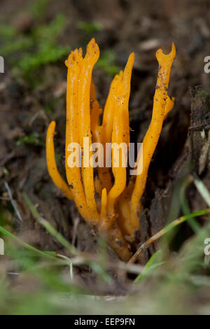 Klebriger Hörnling Calocera viscosa stagshorn giallo Foto Stock