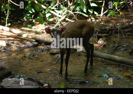 La FEA's Muntjac o Tenasserim muntjac (Muntiacus feae). Kaeng Krachan National Park, Thailandia. Foto Stock