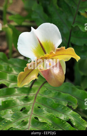 Lady slipper orchid Foto Stock
