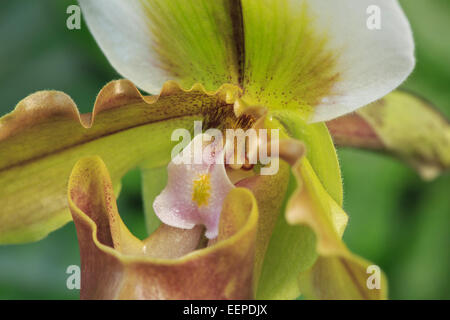 Lady slipper orchid Foto Stock