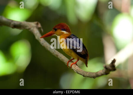 Nero-backed Ceyx erithaca Kingfisher Foto Stock