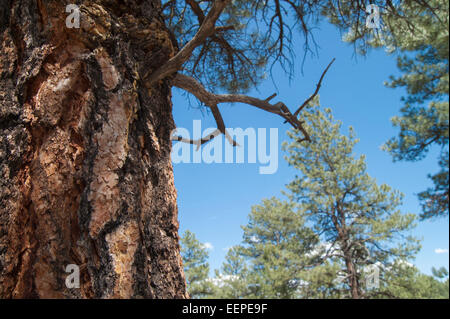 Ponderosa Pine corteccia Foto Stock