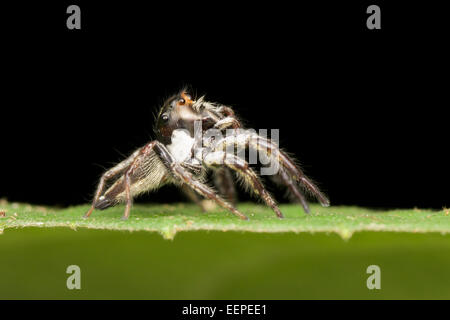 Il jumping spider (Famiglia Salticidae) contiene più di 500 descritto generi e circa 5.000 specie descritta, Foto Stock