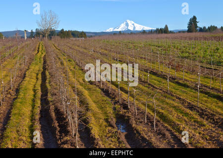 Mt. Il cofano nella neve e terreni agricoli Oregon rurale. Foto Stock