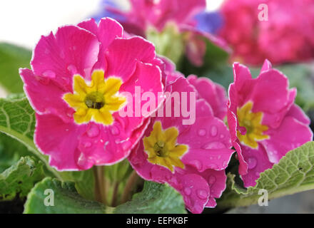 Primo piano su pansy petali coperti con gocce d'acqua Foto Stock