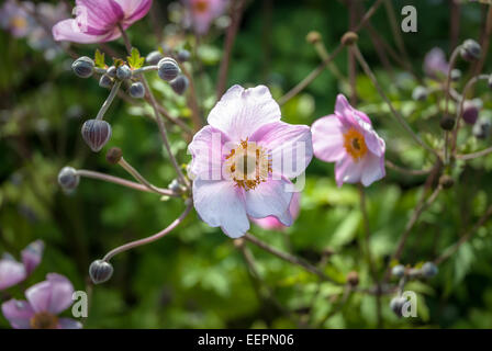 'Settembre fascino' Anemone è una pianta perenne Foto Stock