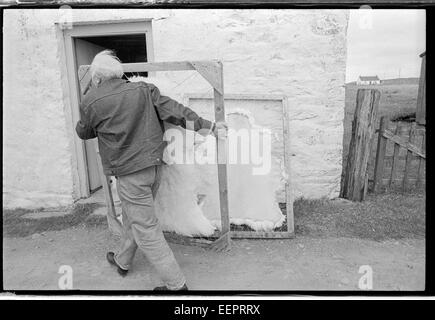 Tappeto di pelle di pecora fornitore con pile essendo essiccato ed indurito. Foto Stock