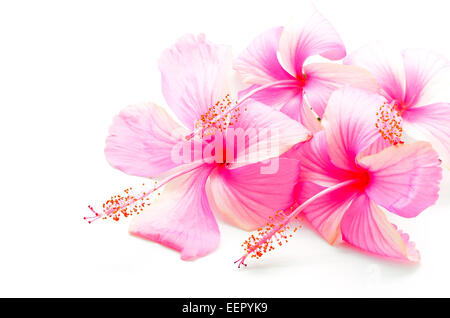 Colorato di rosa fiori di ibisco, isolato su sfondo bianco Foto Stock