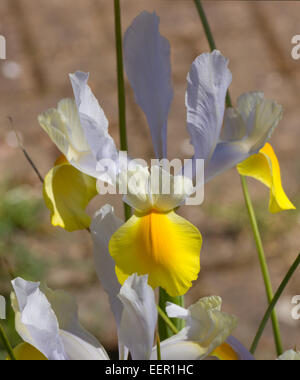 Singolo flag o Iris bloom Foto Stock