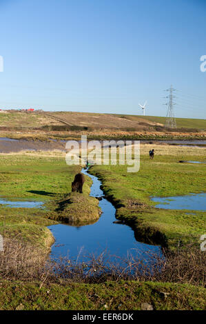 Cavalli al pascolo su terreni Pengam Mori, Cardiff, Galles, UK. Foto Stock