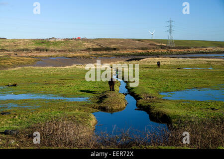 Cavalli al pascolo su terreni Pengam Mori, Cardiff, Galles, UK. Foto Stock