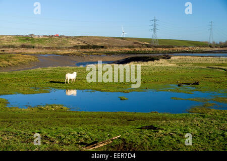 Cavalli al pascolo su terreni Pengam Mori, Cardiff, Galles, UK. Foto Stock