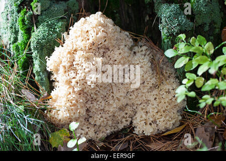 Il legno di cavolfiore cavolfiore, funghi, Krause Glucke, Fette Henne, wächst am Stammgrund einer Kiefer, Sparassis crispa Foto Stock