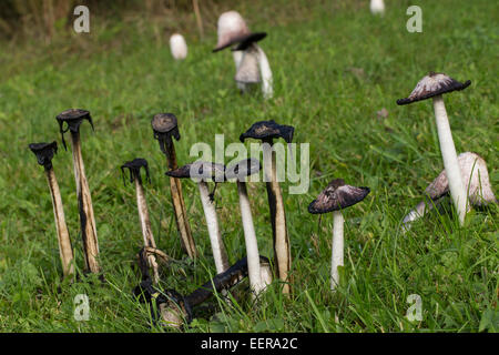 Shaggy copertura di inchiostro, avvocato parrucca, shaggy mane, Shaggymane, Schopf-Tintling, Schopftintling, Coprinus comatus, Coprinus ovatus Foto Stock