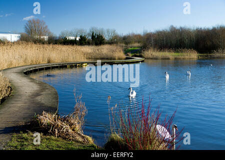 Passerella curvi, Lamby Lago, Tredelerch Park, Lamby modo, Cardiff, Galles del Sud. Foto Stock