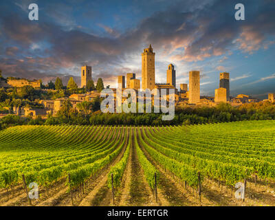 Vigneto colline coperte di Toscana,l'Italia, con San Gimignano come sfondo Foto Stock