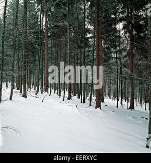 Foresta di piante decidue e abete rosso (Picea abies) sotto la neve- Bayerischer wald Foto Stock