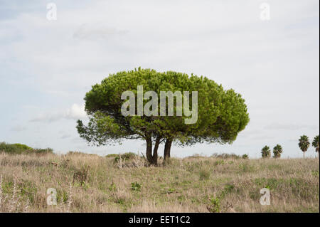 Pino a ombrello, Pinus pinea, Cabo Roche, la provincia di Cadiz Cadice, Andalusia, Novembre. Foto Stock