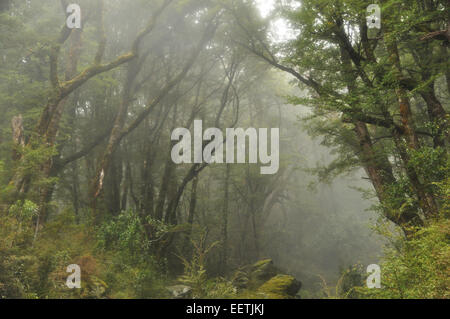 Misty foresta di faggio sul Routeburn Track, Nuova Zelanda.