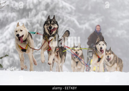 Orlicke mountains, Repubblica Ceca. Il 21 gennaio, 2015. Dog team tira la slitta durante la prima fase del lungo Sedivackuv estrema race nella campagna di Orlicke Mountains, dove avrebbe passare circa 88 mushers con 500 cani e 17 bikers, in Repubblica ceca, mercoledì 21 gennaio, 2015. Credito: CTK/Alamy Live News Foto Stock