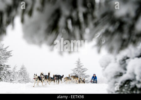 Orlicke mountains, Repubblica Ceca. Il 21 gennaio, 2015. Dog team tira la slitta durante la prima fase del lungo Sedivackuv estrema race nella campagna di Orlicke Mountains, dove avrebbe passare circa 88 mushers con 500 cani e 17 bikers, in Repubblica ceca, mercoledì 21 gennaio, 2015. Credito: CTK/Alamy Live News Foto Stock