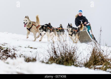 Orlicke mountains, Repubblica Ceca. Il 21 gennaio, 2015. Dog team tira la slitta durante la prima fase del lungo Sedivackuv estrema race nella campagna di Orlicke Mountains, dove avrebbe passare circa 88 mushers con 500 cani e 17 bikers, in Repubblica ceca, mercoledì 21 gennaio, 2015. Credito: CTK/Alamy Live News Foto Stock