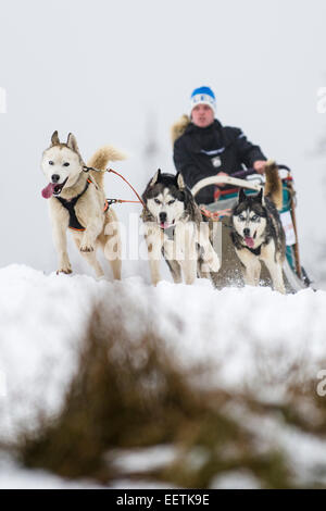 Orlicke mountains, Repubblica Ceca. Il 21 gennaio, 2015. Dog team tira la slitta durante la prima fase del lungo Sedivackuv estrema race nella campagna di Orlicke Mountains, dove avrebbe passare circa 88 mushers con 500 cani e 17 bikers, in Repubblica ceca, mercoledì 21 gennaio, 2015. Credito: CTK/Alamy Live News Foto Stock