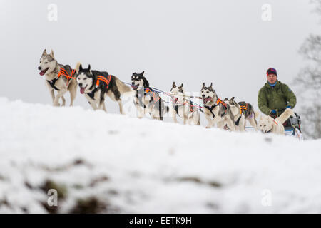 Orlicke mountains, Repubblica Ceca. Il 21 gennaio, 2015. Dog team tira la slitta durante la prima fase del lungo Sedivackuv estrema race nella campagna di Orlicke Mountains, dove avrebbe passare circa 88 mushers con 500 cani e 17 bikers, in Repubblica ceca, mercoledì 21 gennaio, 2015. Credito: CTK/Alamy Live News Foto Stock