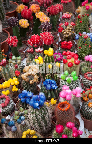 Fiori di Cactus in vendita in stallo del mercato, Amsterdam Foto Stock