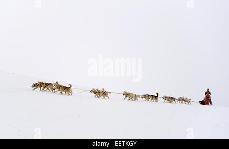 Orlicke mountains, Repubblica Ceca. Il 21 gennaio, 2015. Dog team tira la slitta durante Sedivackuv lunga corsa nella campagna di Orlicke mountains, Repubblica Ceca, mercoledì 21 gennaio, 2015. Circa 88 mushers con 500 cani e 17 bikers sarebbe passata la gara. Credito: CTK/Alamy Live News Foto Stock