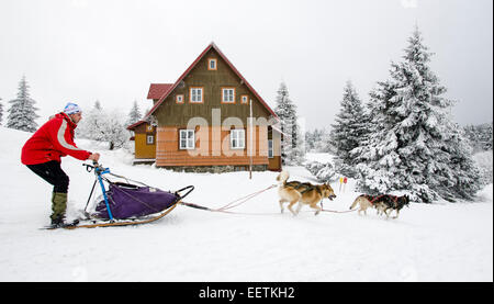 Orlicke mountains, Repubblica Ceca. Il 21 gennaio, 2015. Dog team tira la slitta durante Sedivackuv lunga corsa nella campagna di Orlicke mountains, Repubblica Ceca, mercoledì 21 gennaio, 2015. Circa 88 mushers con 500 cani e 17 bikers sarebbe passata la gara. Credito: CTK/Alamy Live News Foto Stock