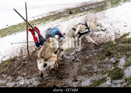 Orlicke mountains, Repubblica Ceca. Il 21 gennaio, 2015. Il team di cani e musher cadere a causa di un clima caldo durante la prima fase del lungo Sedivackuv estrema race in campagna in Orlicke mountains, Repubblica Ceca, mercoledì 21 gennaio, 2015. Circa 88 mushers con 500 cani e 17 bikers sarebbe passata la gara. Credito: CTK/Alamy Live News Foto Stock