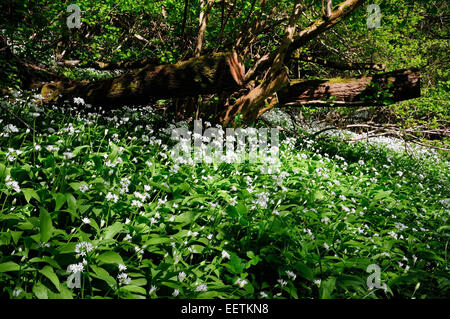 Aglio selvatico (Ramsons) che cresce su un pendio boschivo. Foto Stock