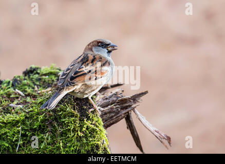 Casa passero (Passer domesticus), maschio fotografato in un giardino. Foto Stock