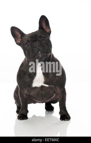 Bulldog francese isolato su bianco Foto Stock