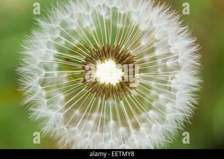 Una testa di tarassaco in fase di sementi fotografato dal di sopra. Macro shot presi su terreni agricoli in Irlanda. Foto Stock