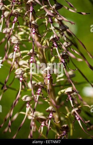 Close up lizard orchid Himantoglossum hircinum Foto Stock