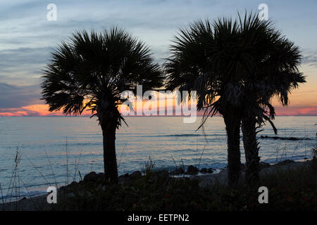 Palme stagliano aganist Cielo di tramonto a Caspersen Beach sul Golfo del Messico in Florida Venezia Foto Stock