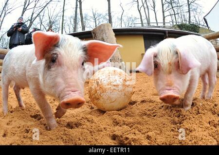 Pilsen, Repubblica Ceca. Xxi gen, 2015. Fattoria Luftnerka mostra Presticke regione i piccoli aspiranti suinetti nazionali (Sus scrofa domesticus) in zoo a Pilsen. Otto i suinetti sono 2 mesi di età. I maialini vengono a giocare con la palla, in Repubblica ceca, mercoledì 21 gennaio, 2015. Credito: CTK/Alamy Live News Foto Stock