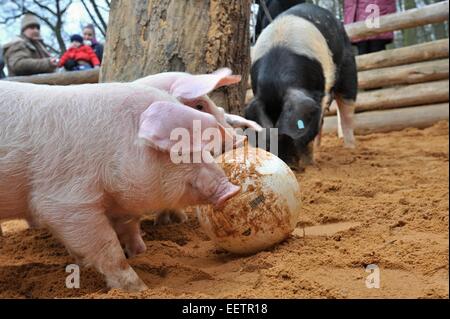 Pilsen, Repubblica Ceca. Xxi gen, 2015. Fattoria Luftnerka mostra Presticke regione i piccoli aspiranti suinetti nazionali (Sus scrofa domesticus) in zoo a Pilsen. Otto i suinetti sono 2 mesi di età. I maialini vengono a giocare con la palla, in Repubblica ceca, mercoledì 21 gennaio, 2015. Credito: CTK/Alamy Live News Foto Stock