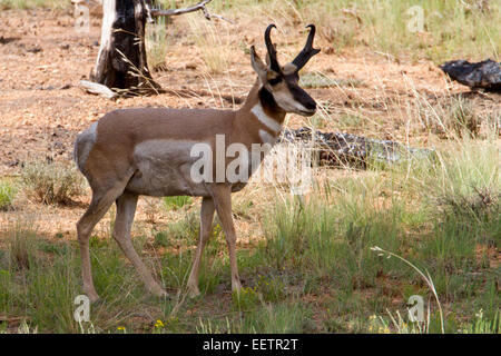 Pronghorn (Antilocapra americana) buck con corna pascolano in campo al Parco Nazionale di Bryce Canyon, Utah, Stati Uniti d'America in luglio Foto Stock
